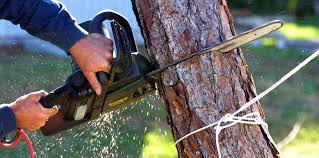 How Our Tree Care Process Works  in  Friend, NE