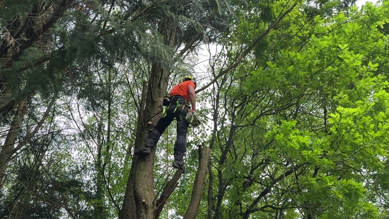 Best Seasonal Cleanup (Spring/Fall)  in Friend, NE