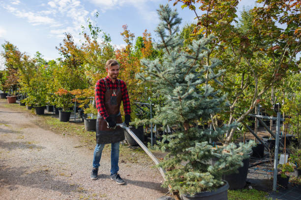 Best Tree Mulching  in Friend, NE
