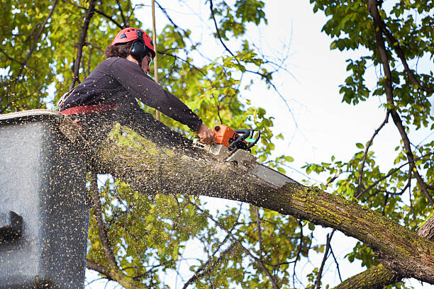 Best Utility Line Clearance  in Friend, NE